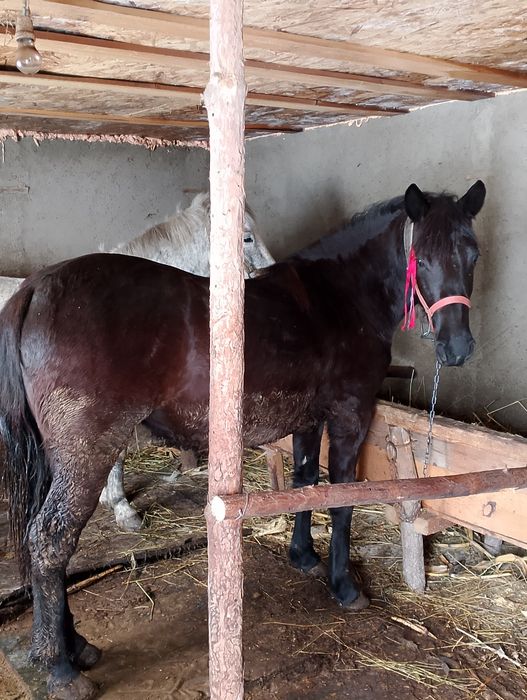 Mînză iapa și căruță