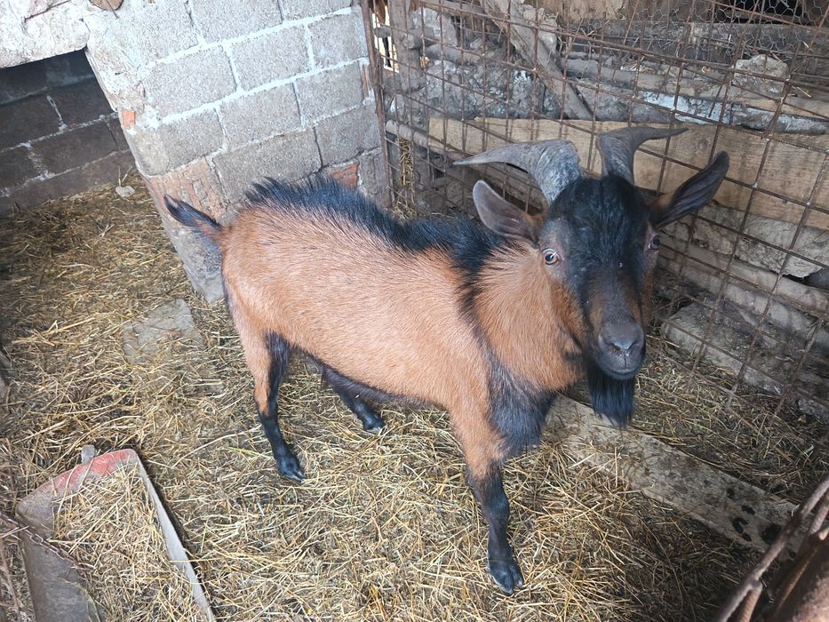 Vând țap , alpin francez