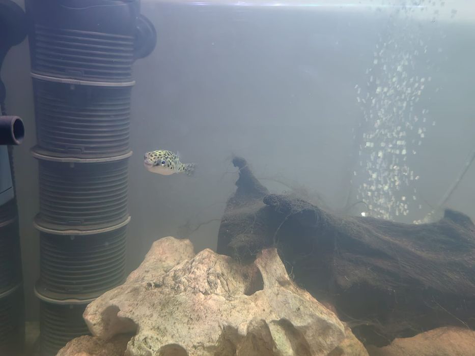 Vând acvariu 112L cu tetraodon nigroviridis
