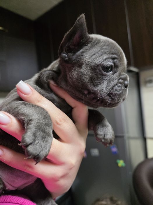 Бебета френски булдог