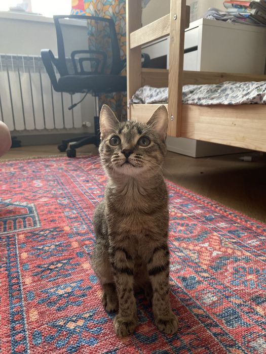 Котенок мальчик………………..