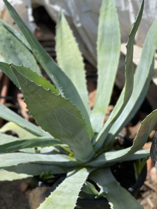 Vand flori ornamentale AGAVA AMERICANE  BUC 3