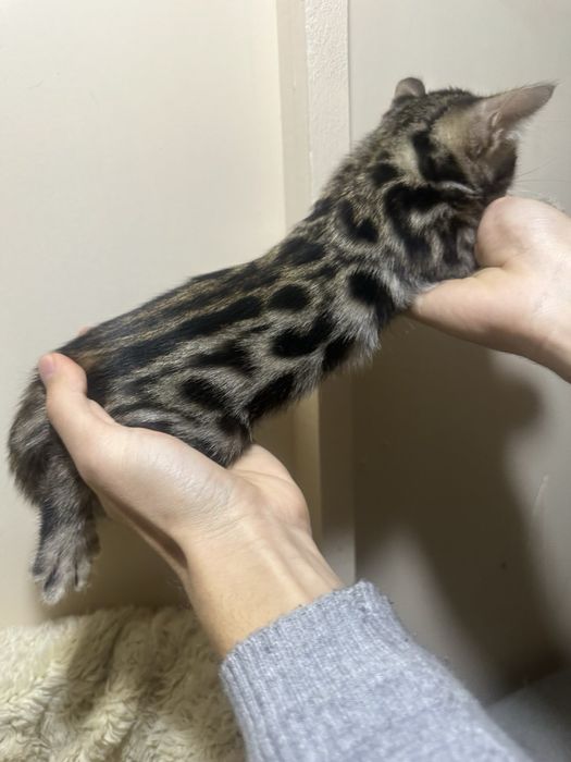 Бенгальские котята