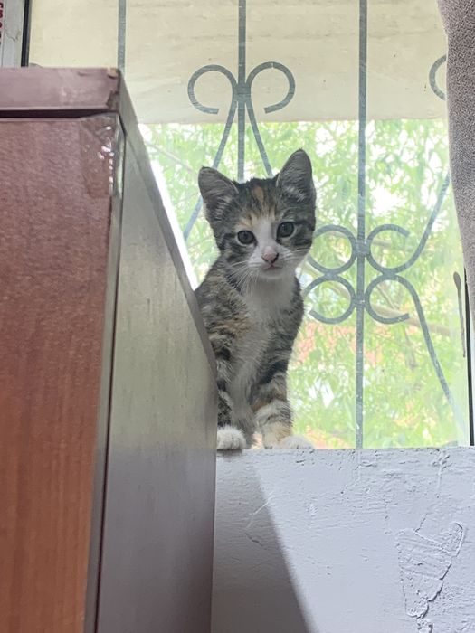 Трехцветный котенок