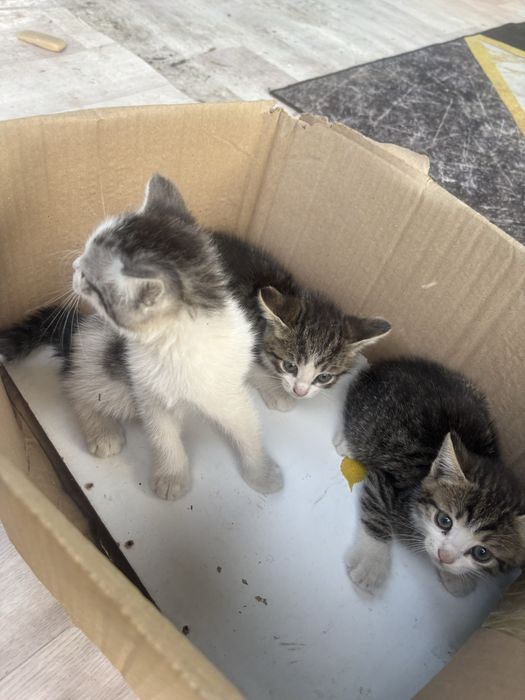 Продам 3 котят за 10 000