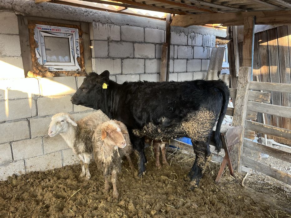 Продам телочку…….