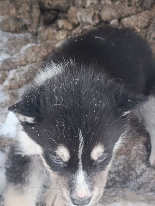 Продам Щенков  хаски