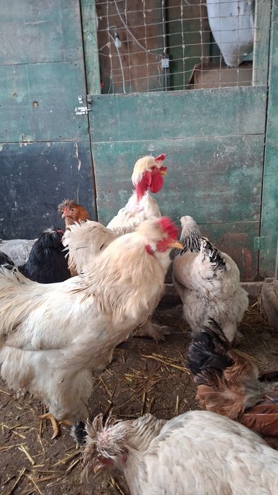 Vând pui brahma herminat deschis  si pui moțați încălțați  preț dela 15 leii!