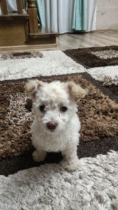 Щенок пудель микс