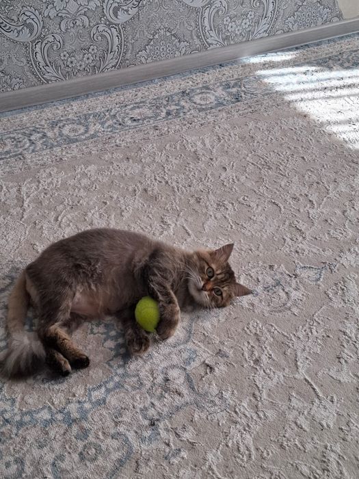 Отдам кошку в добрые руки
