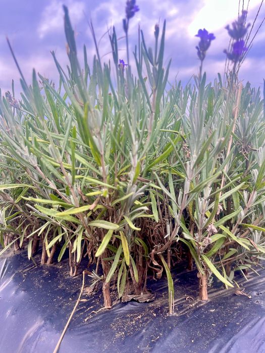 Разсад Лавандула  Лавандулов разсад