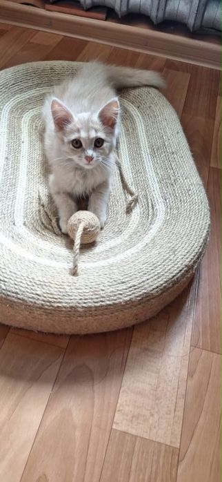 Котенок в добрые руки