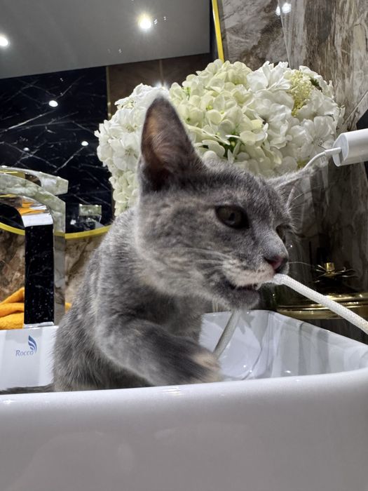 Отдам котенка в добрые ручки