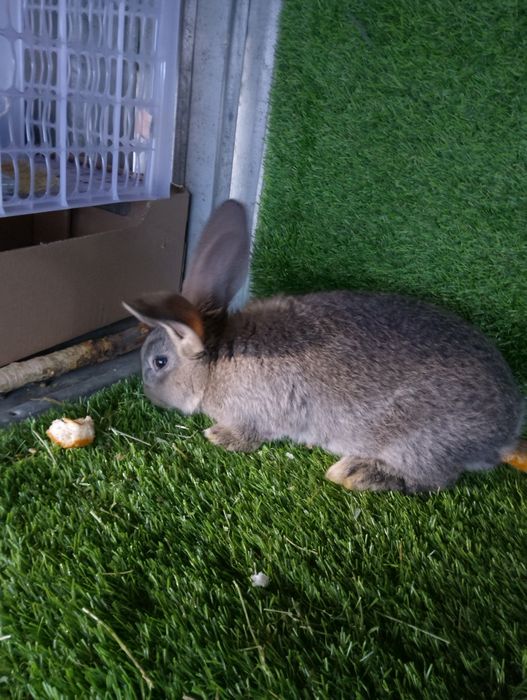 Крольчата Породистые Фландер Бельгийский великан.
