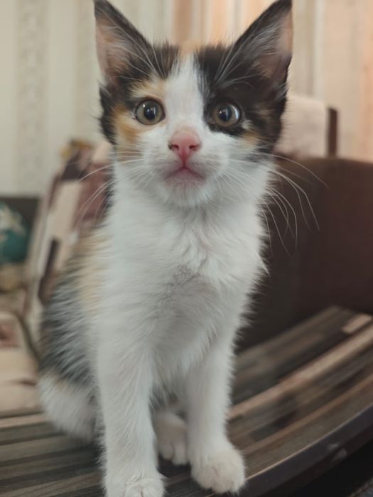 Котята бесплатно срочно