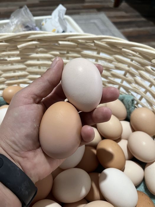 Продам домашние яйца