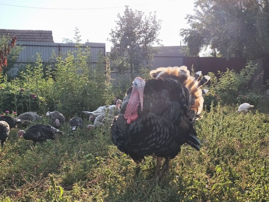 Curcani si curci romanesti