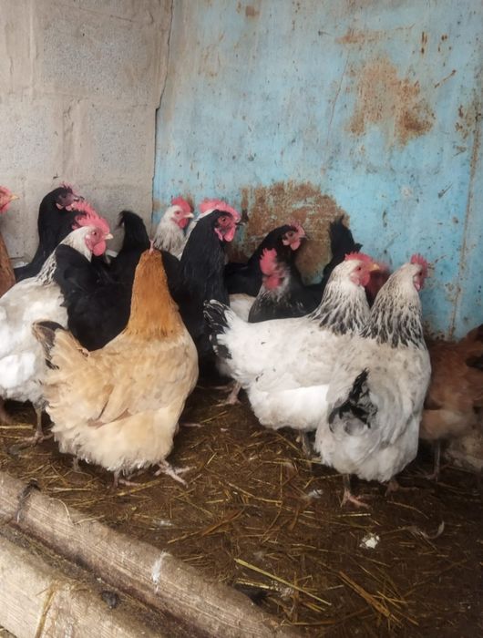 Продам куры домашние