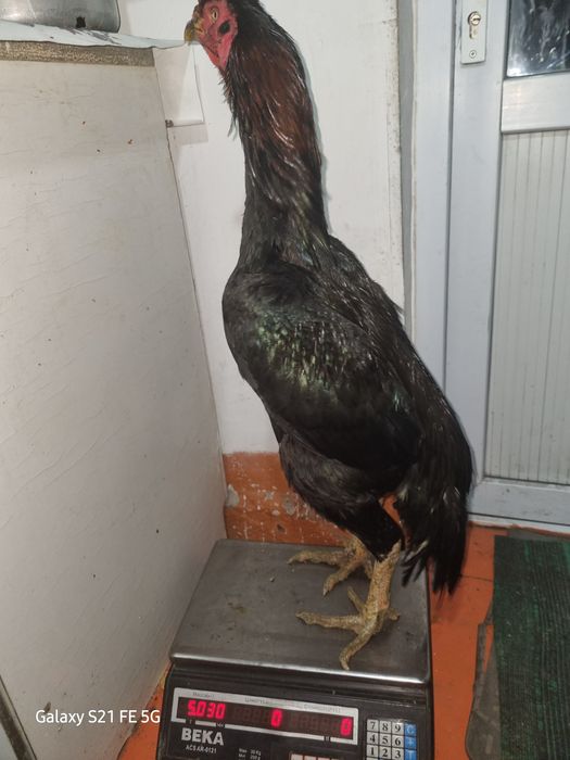 Бойцовский дакан