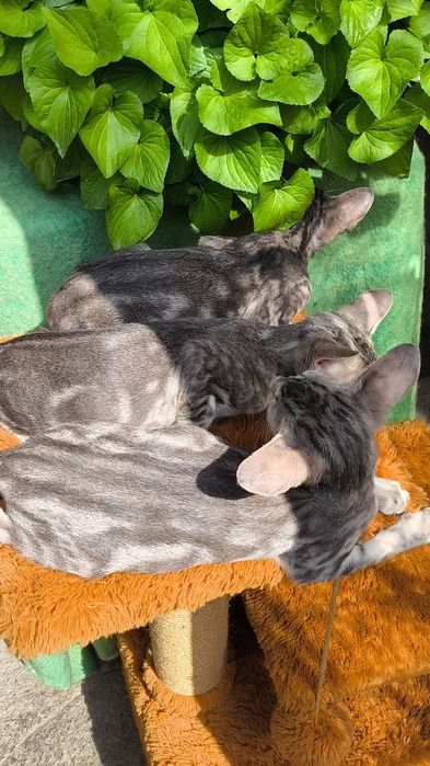 Голубенькие ориентальные котята