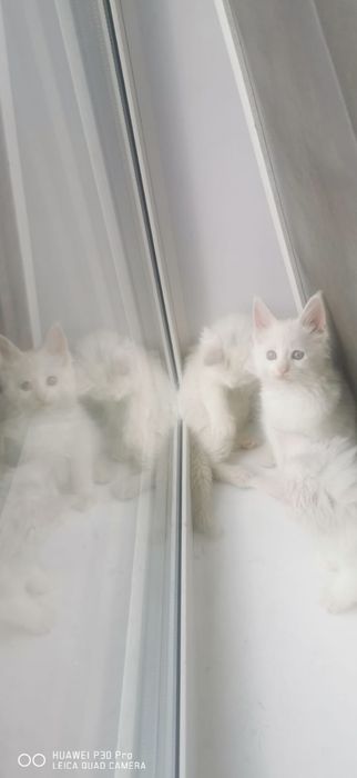 Мейн кун белые котята