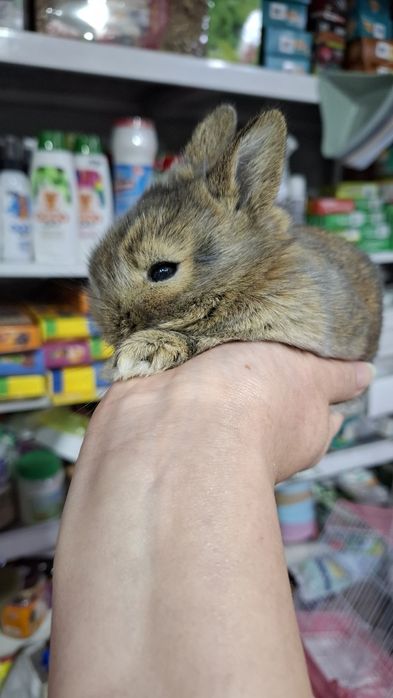 Кролики карликовые поступление