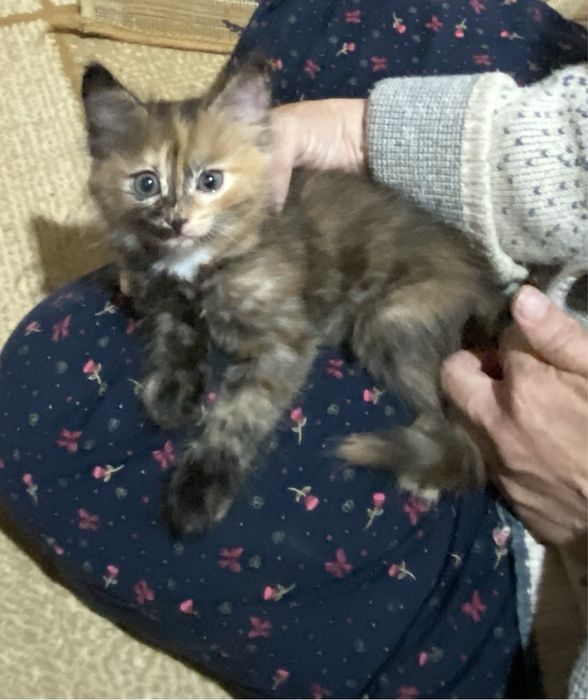 Қара Марғау