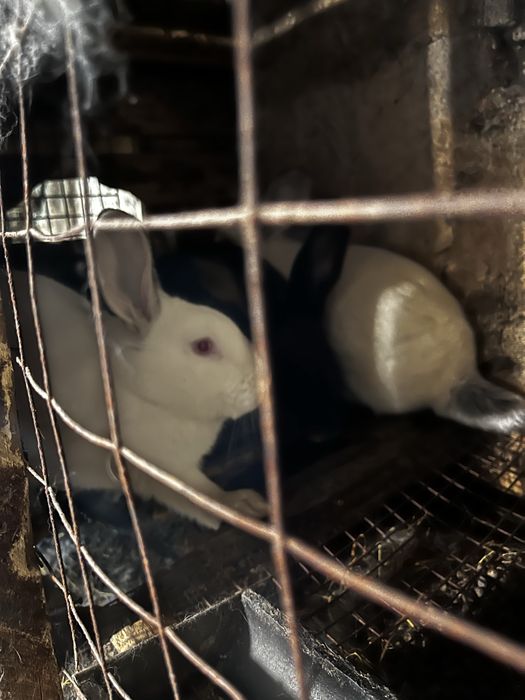 Продам кроликов