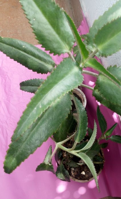 Живое дерево -каланхоэ