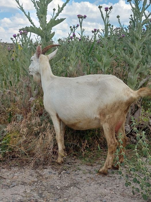 Козье молоко