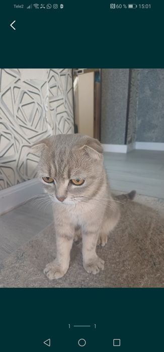 Отдам кошку в заботливые руки