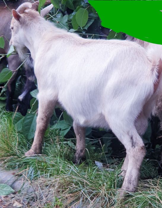 Vând sau schimb Capre bune de lapte