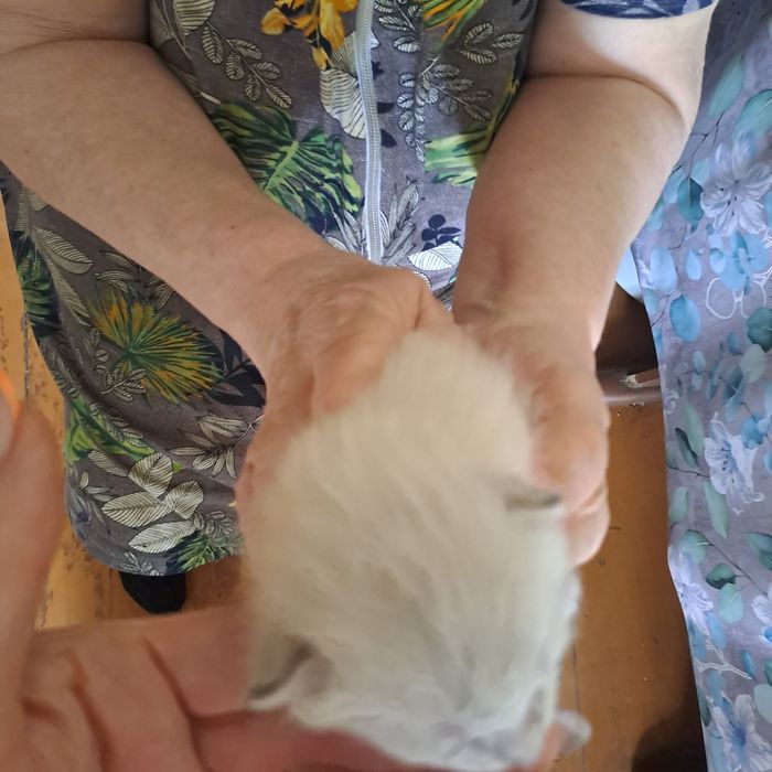 Ищем семью котёночку