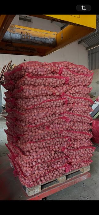 Cartofi de sămânță roșii și albi