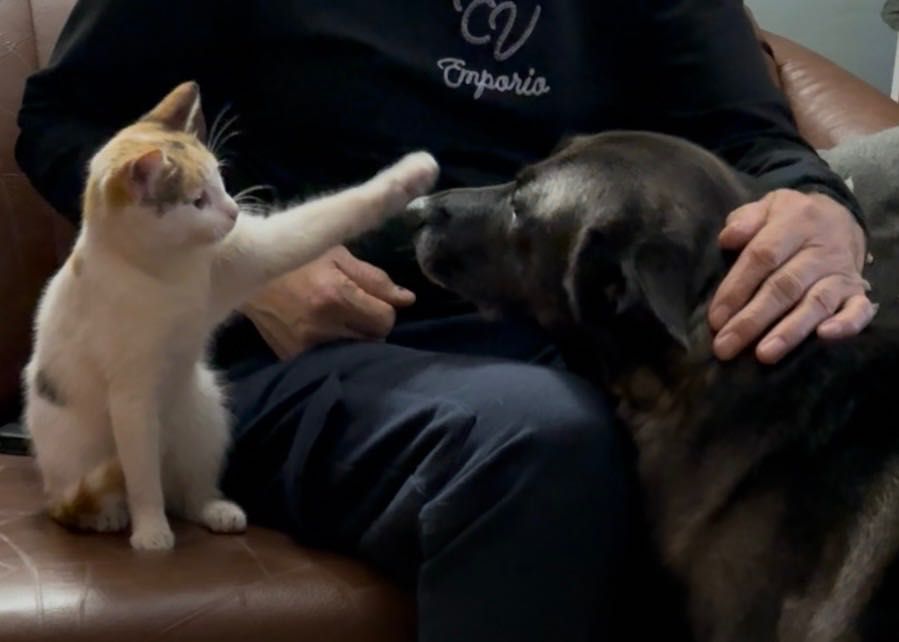 Женско кастрирано коте търси дом
