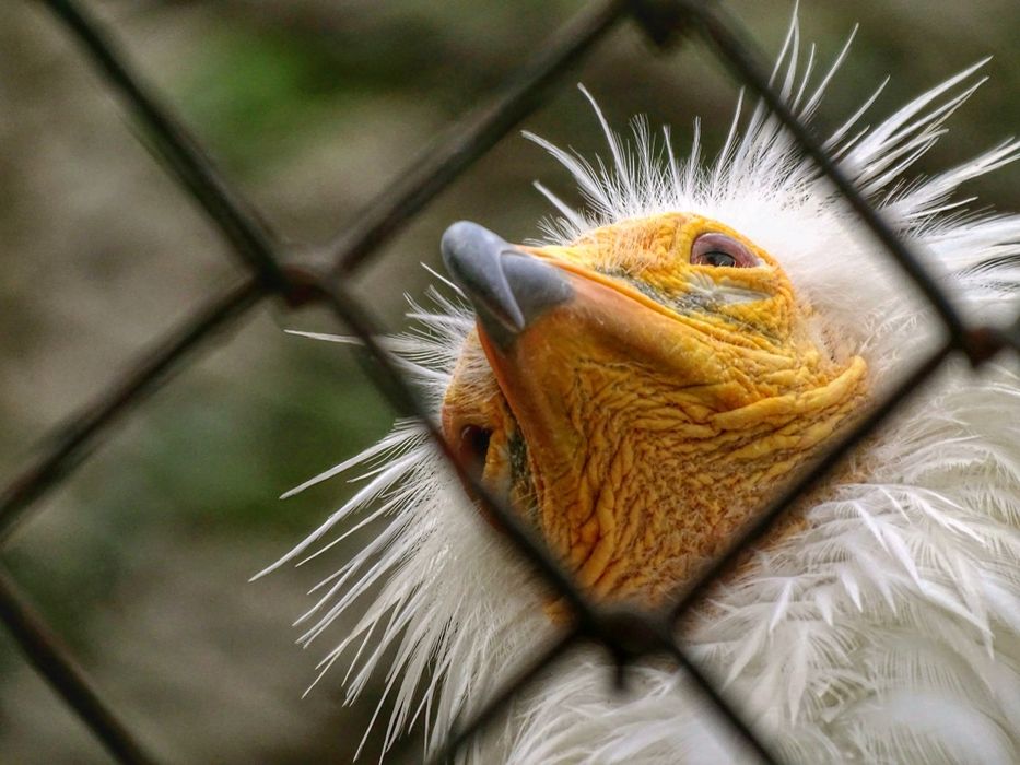 Фотоапарат Sony DSC-HX350