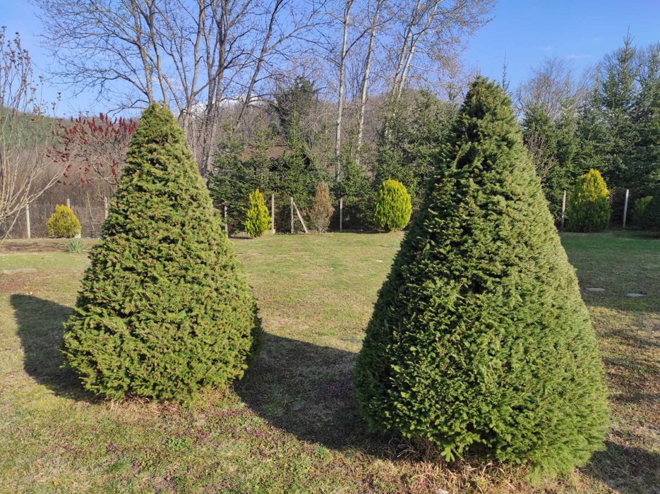 Смърч топиран -250см