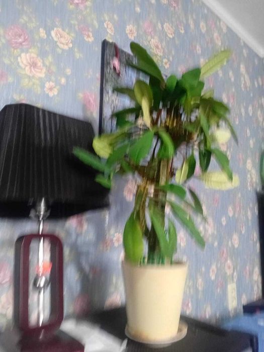 Цветы - калла   и молочай