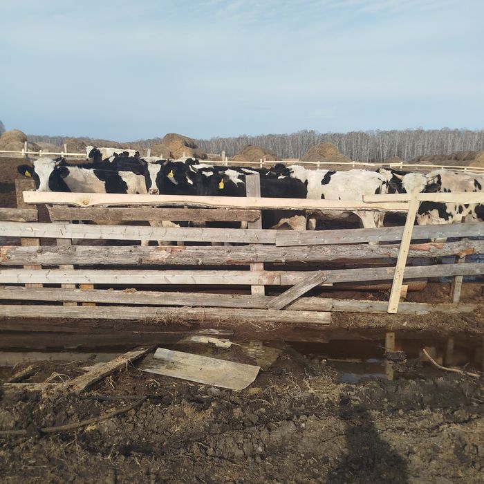 Сут йуналишдаги 5-6-7 ойлик Бугоз гуножинлар 2 ёшликгача