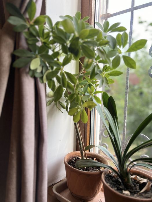 Продам растения комнатные