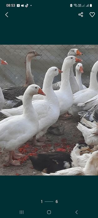 Vand Găste rasă  româneasca, ebden și chinezescă