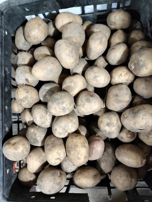 Семенной картофель