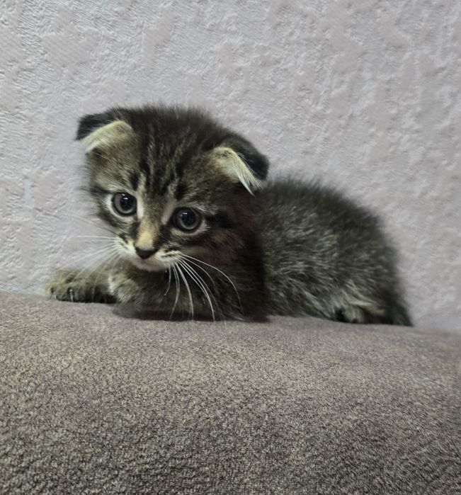 Шотландец.мальчик.