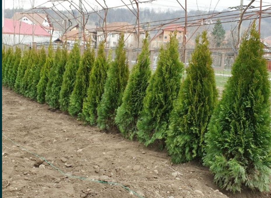 Tuia smarald leylandii mesteacan tei mirsitor oriunde in tata pin brad