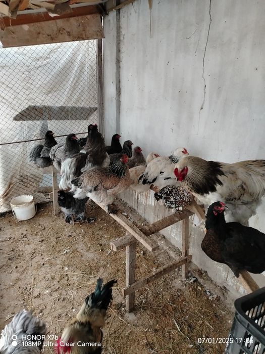 Брамо товук ва хуроз