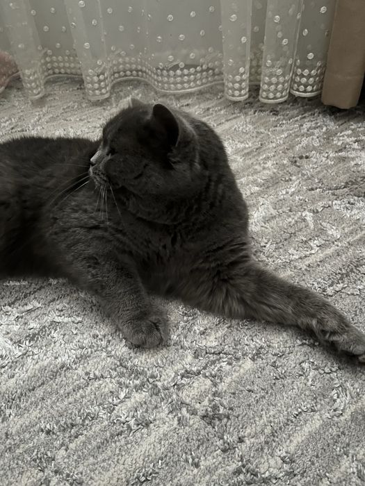 Mushik sotiladi zotli