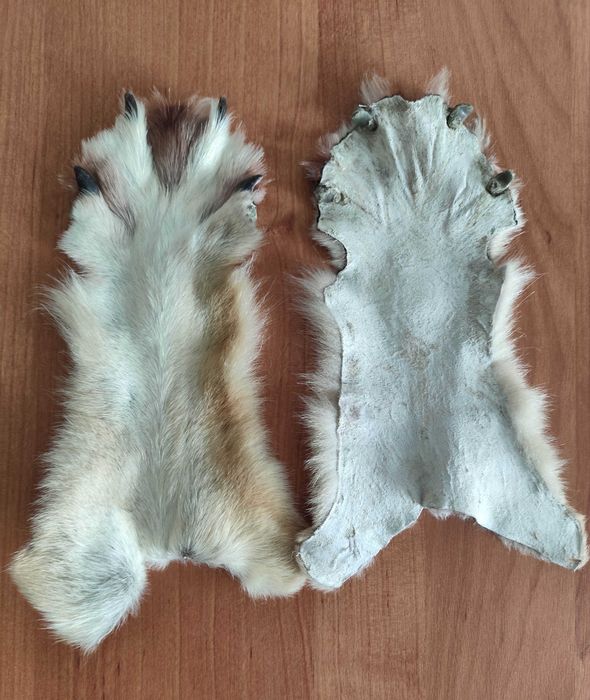 Волк, лапы волка