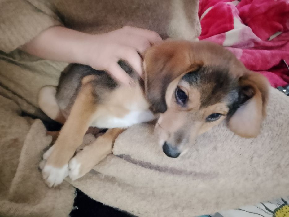 Отдам в хорошие руки пса