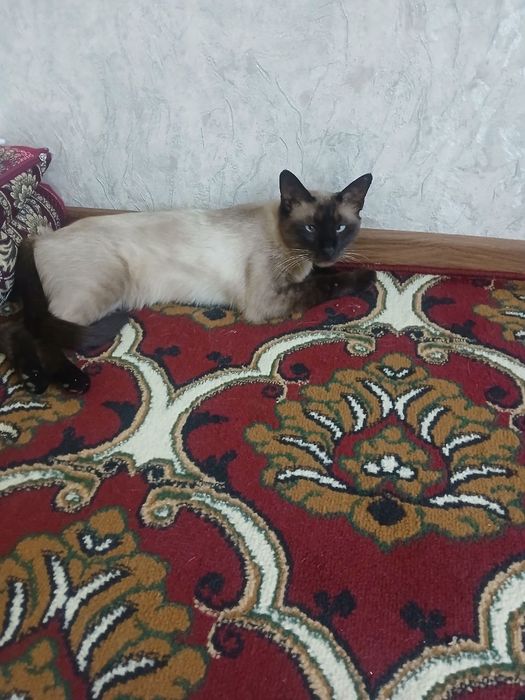 Зор мушук сотишга мажбурман