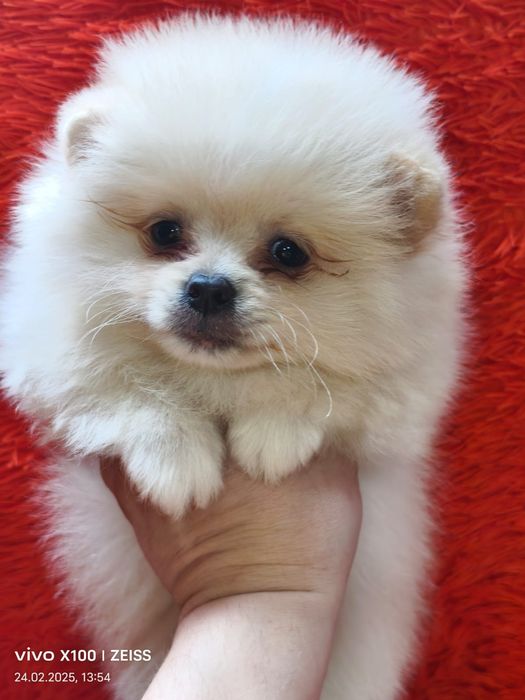 Очаровательные щенки шпица.